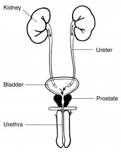 Prostate and Urinary Tract
